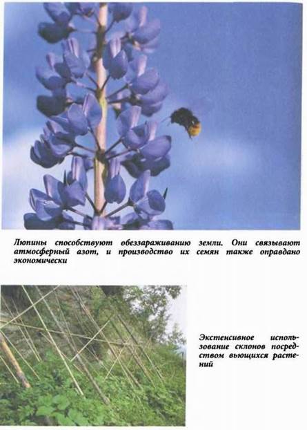 Страна урожая для покупателей и посетителей: фрукты и овощи на террасах и холмистых грядах - student2.ru
