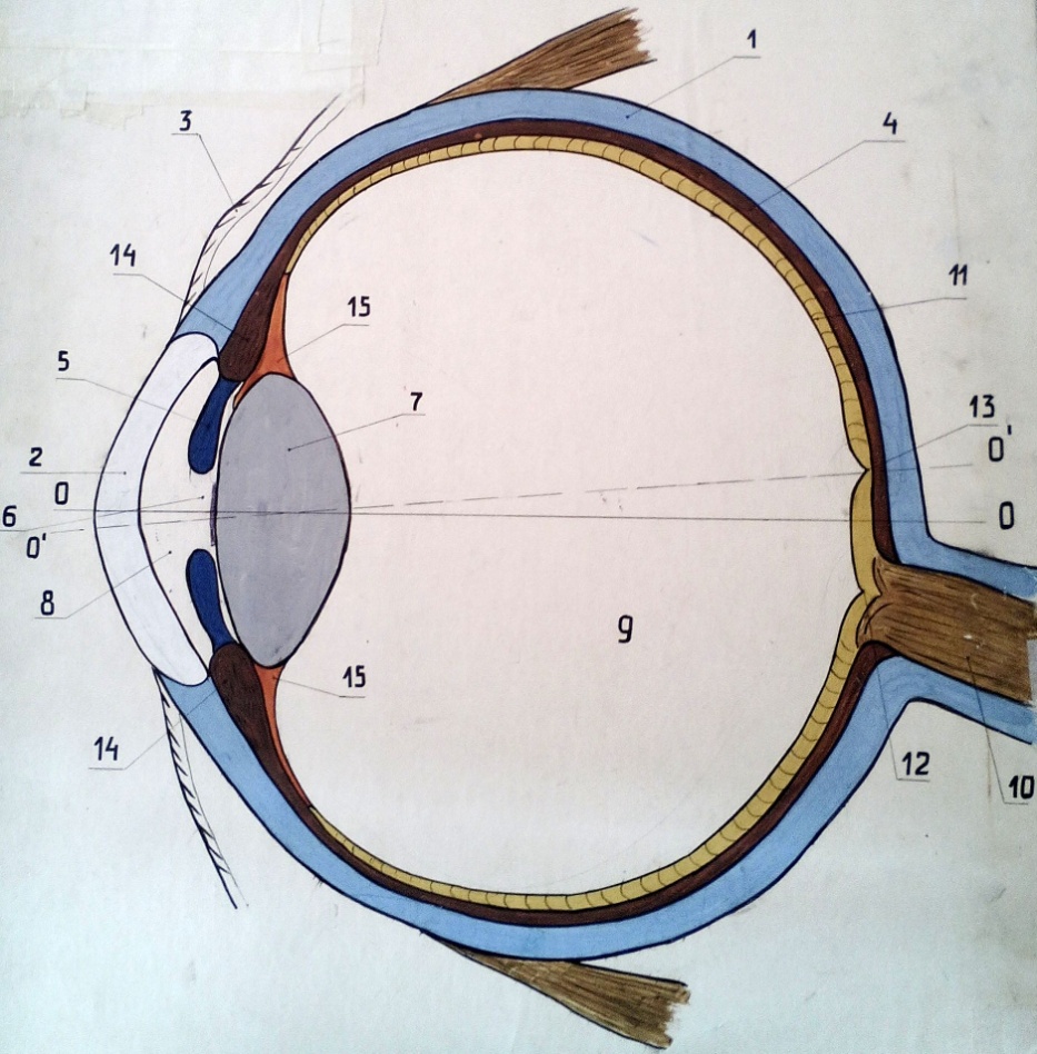 III. Световоспринимающая и светопроводящая части глаза. Оптическая сила глаза. Аккомодация. - student2.ru