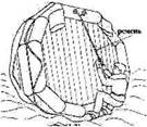 Какова техника восстановления перевернутого спасательного плота? - student2.ru