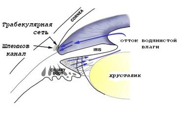 фоторецепторные клетки - student2.ru