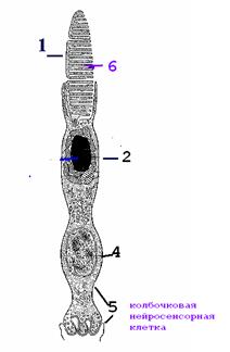 фоторецепторные клетки - student2.ru