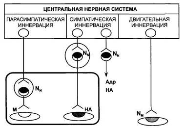 Глава 3. Вещества, действующие на холинергические синапсы - student2.ru
