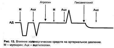 Глава 3. Вещества, действующие на холинергические синапсы - student2.ru