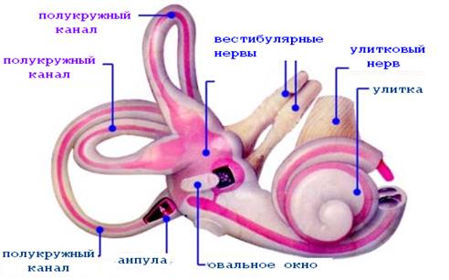 орган слуха и равновесия - student2.ru