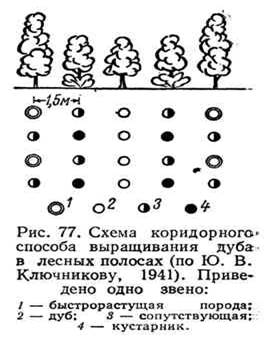 агротехника полезащитного лесоразведения - student2.ru