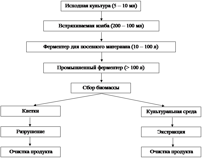 Биотехнология рекомбинантных белков - student2.ru