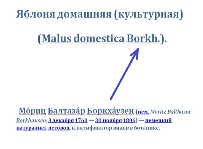 Блок – схема видов яблони. Яблоня домашняя или Малус Доместика на латыни. Она справа - вверху (большой квадрат). Её предки - слева, и потомки - справа, внизу. - student2.ru