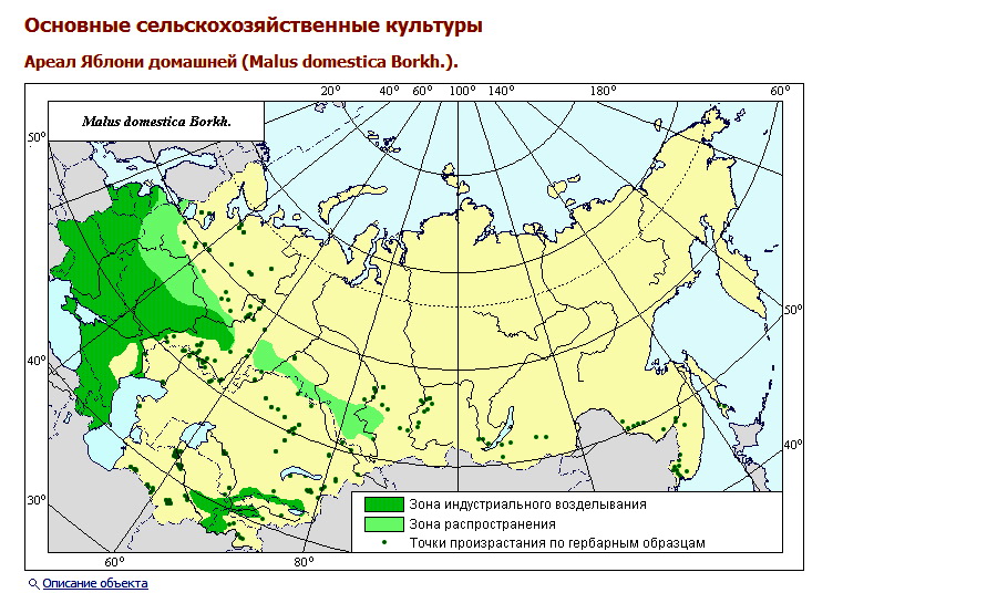 Блок – схема видов яблони. Яблоня домашняя или Малус Доместика на латыни. Она справа - вверху (большой квадрат). Её предки - слева, и потомки - справа, внизу. - student2.ru