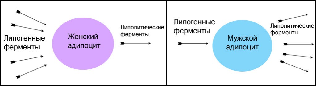 Чем отличается сушка тела от похудения? - student2.ru