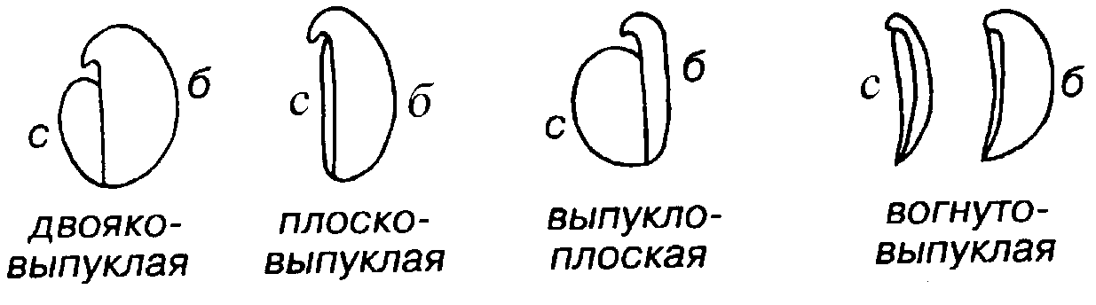 Форма раковины по соотношению створок - student2.ru