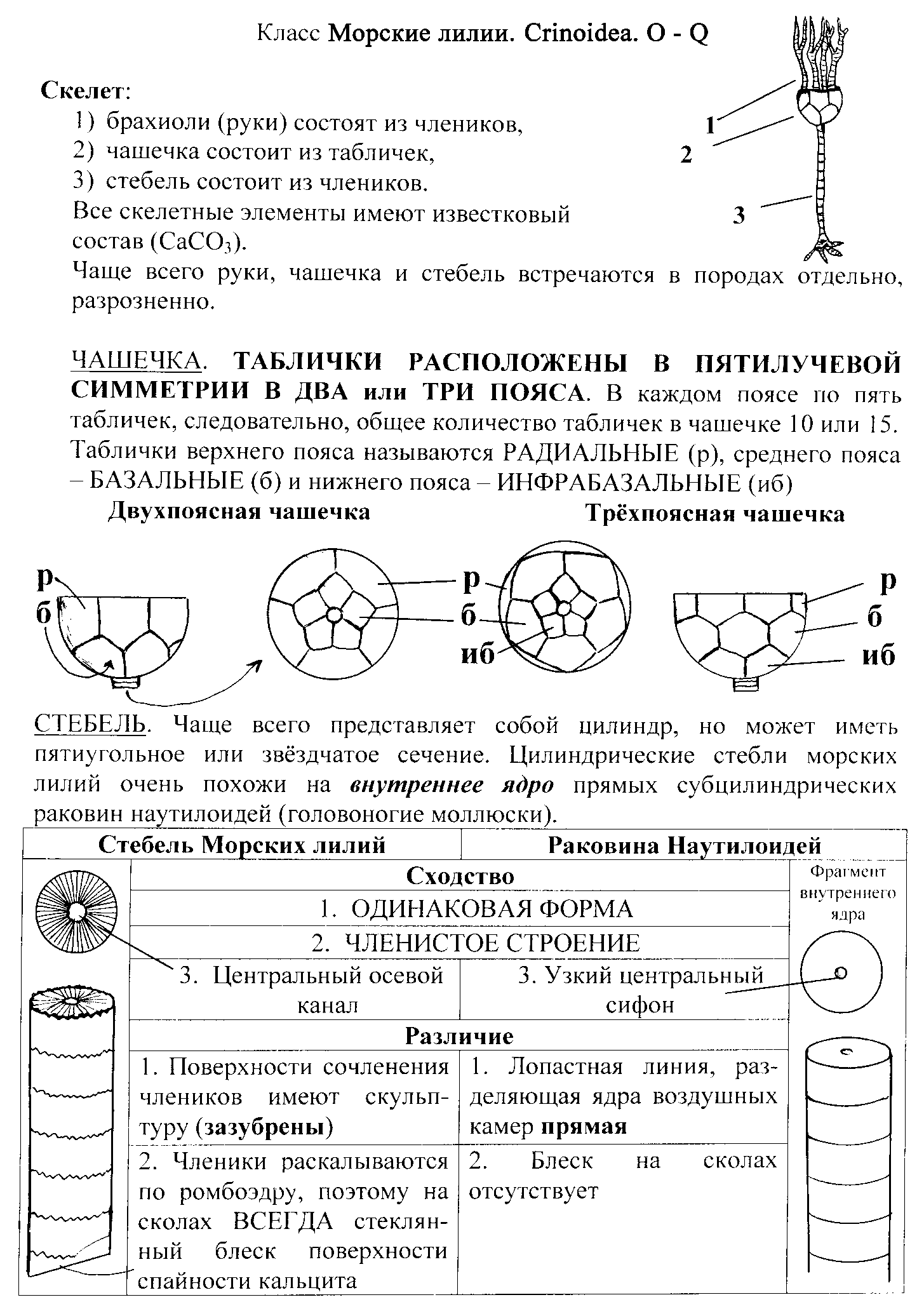 Форма раковины по соотношению створок - student2.ru