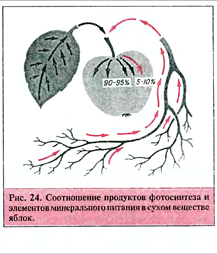 Фото справа - ветка яблони Недзведского. - student2.ru