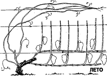 глава 10. как приручить виноград. - student2.ru