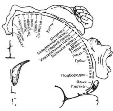 II. Речь — функция головного мозга - student2.ru