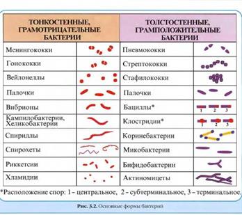 Изучение биохимических свойств. - student2.ru