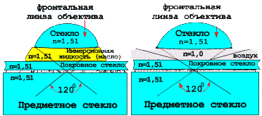 Классификация и систематика микроорганизмов - student2.ru