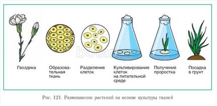 Клеточная селекция растений - получение растений, устойчивых к засухе, засолению и к температурным условиям - student2.ru