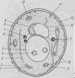 КОХ Роберт (1843-1910 р.р.) - student2.ru