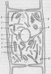 КОХ Роберт (1843-1910 р.р.) - student2.ru