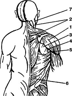 Комплекс упражнений для развития мышц спины - student2.ru