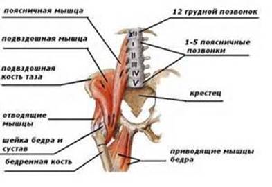 Лекция «Мышцы нижней конечности» - student2.ru