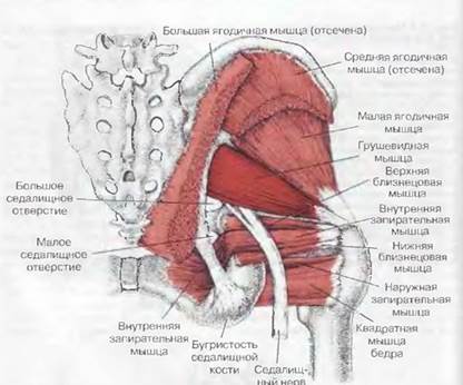 Лекция «Мышцы нижней конечности» - student2.ru