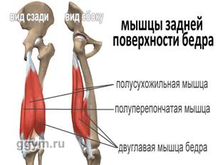 Лекция «Мышцы нижней конечности» - student2.ru