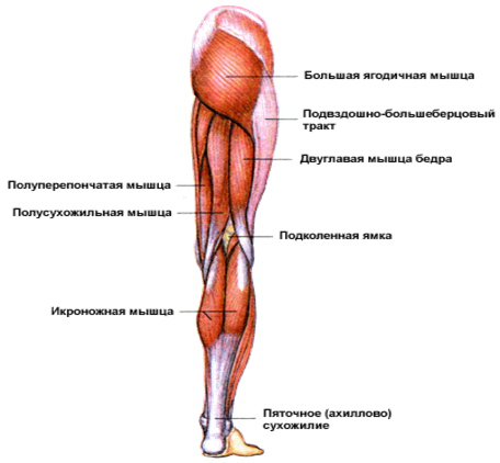 Медиальная крыловидная мышца, m. Pterygoideus medialis - student2.ru