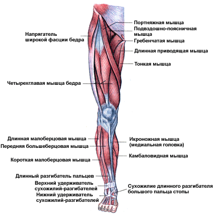 Медиальная крыловидная мышца, m. Pterygoideus medialis - student2.ru