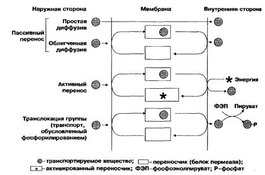 Методы и техники посева на жидкие и плотные питательные среды. - student2.ru