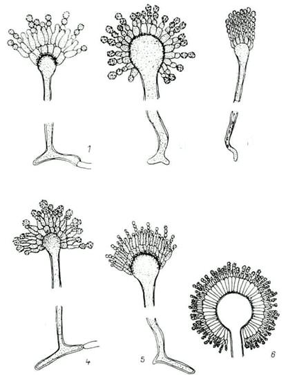 морфология аспергиллов и пенициллов - student2.ru