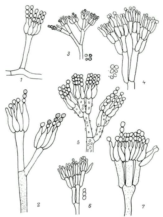 морфология аспергиллов и пенициллов - student2.ru