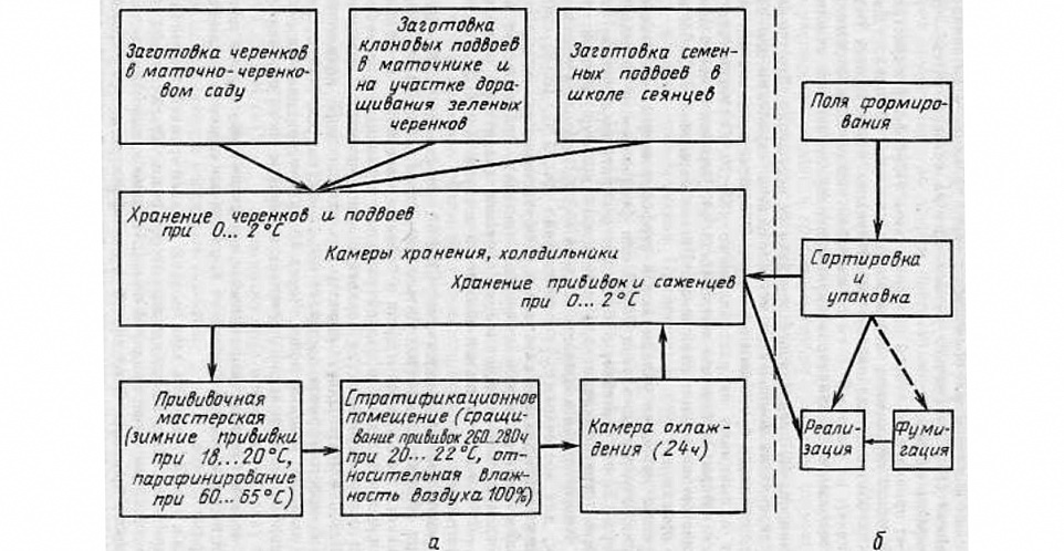 На снимке внизу – плодовый питомник. Первое поле отделения прививки и облагораживания саженцев. Саженцы высажены после зимней прививки. - student2.ru