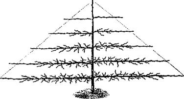 наиболее целесообразные формы деревьев - student2.ru