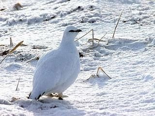 Нарисуй любое животное из изображенных на календаре. - student2.ru