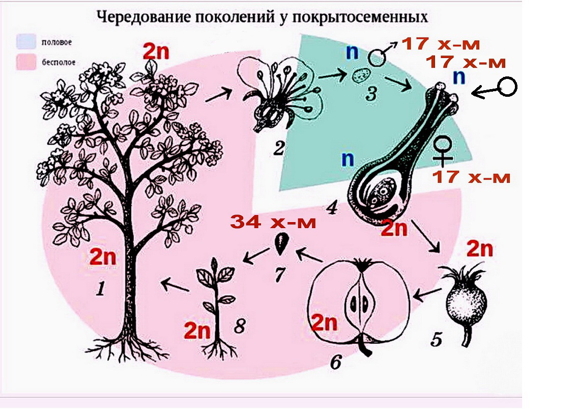 Наука биология описывает рост и размножение яблони двумя процессами: Митозом и Мейозом - student2.ru