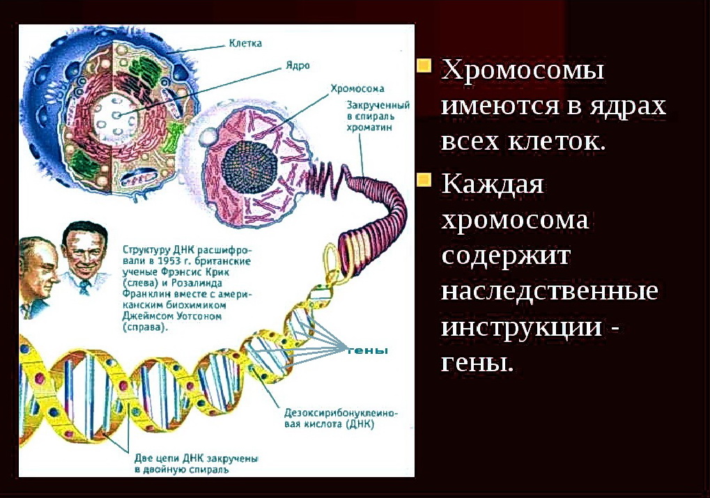 Наука биология описывает рост и размножение яблони двумя процессами: Митозом и Мейозом - student2.ru