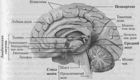 Основные факторы развития мозга у гоминид. - student2.ru