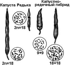 Особенности селекции растений, животных и микроорганизмов. - student2.ru