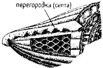 Отряд НУММУЛИТИДЫ. Nummulitida (K2 – Q(палеоген!)→время существования и расцвета) - student2.ru