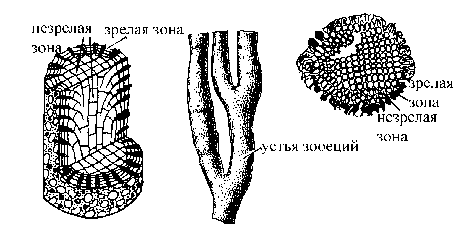 Отряд НУММУЛИТИДЫ. Nummulitida (K2 – Q(палеоген!)→время существования и расцвета) - student2.ru