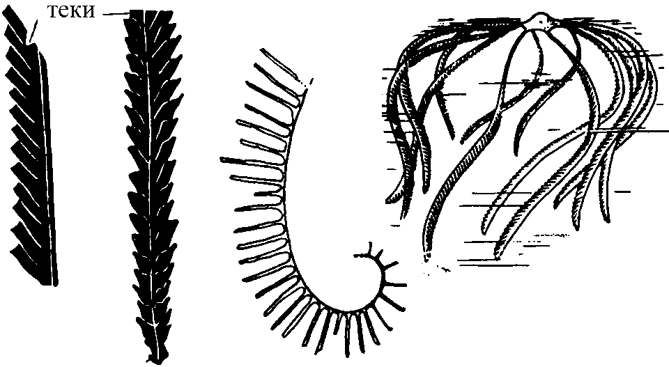 Отряд НУММУЛИТИДЫ. Nummulitida (K2 – Q(палеоген!)→время существования и расцвета) - student2.ru