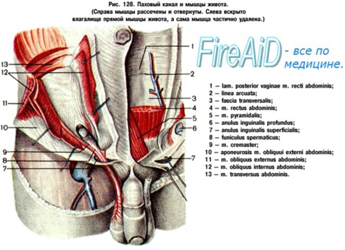 Паховый канал, canalis inguinalis. - student2.ru