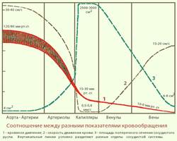 Перераспределение крови в организме - student2.ru