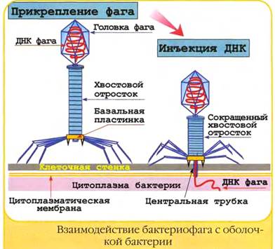 практическое использование бактериофагов. - student2.ru