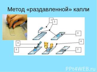 Изучение биохимических свойств. - student2.ru