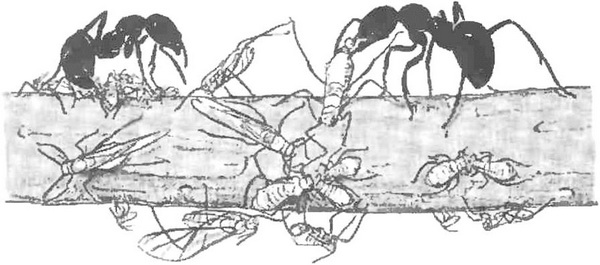причины успеха общественных насекомых - student2.ru