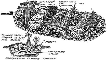 проблемы тропического огорода - student2.ru