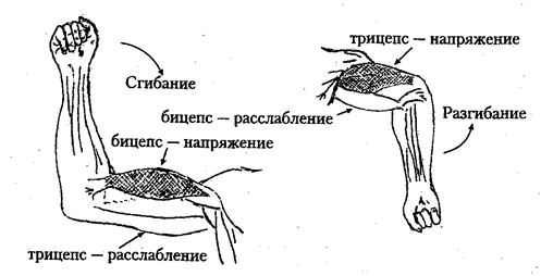 Профессионально-прикладная физическая - student2.ru