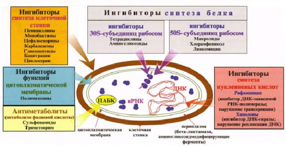 Работа № 2. Методы изучения антибиотикочувствительности - student2.ru